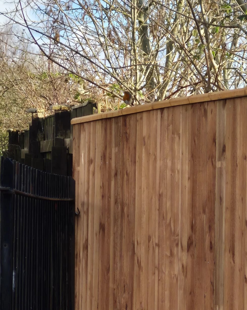 A robin inspecting the new capping rail