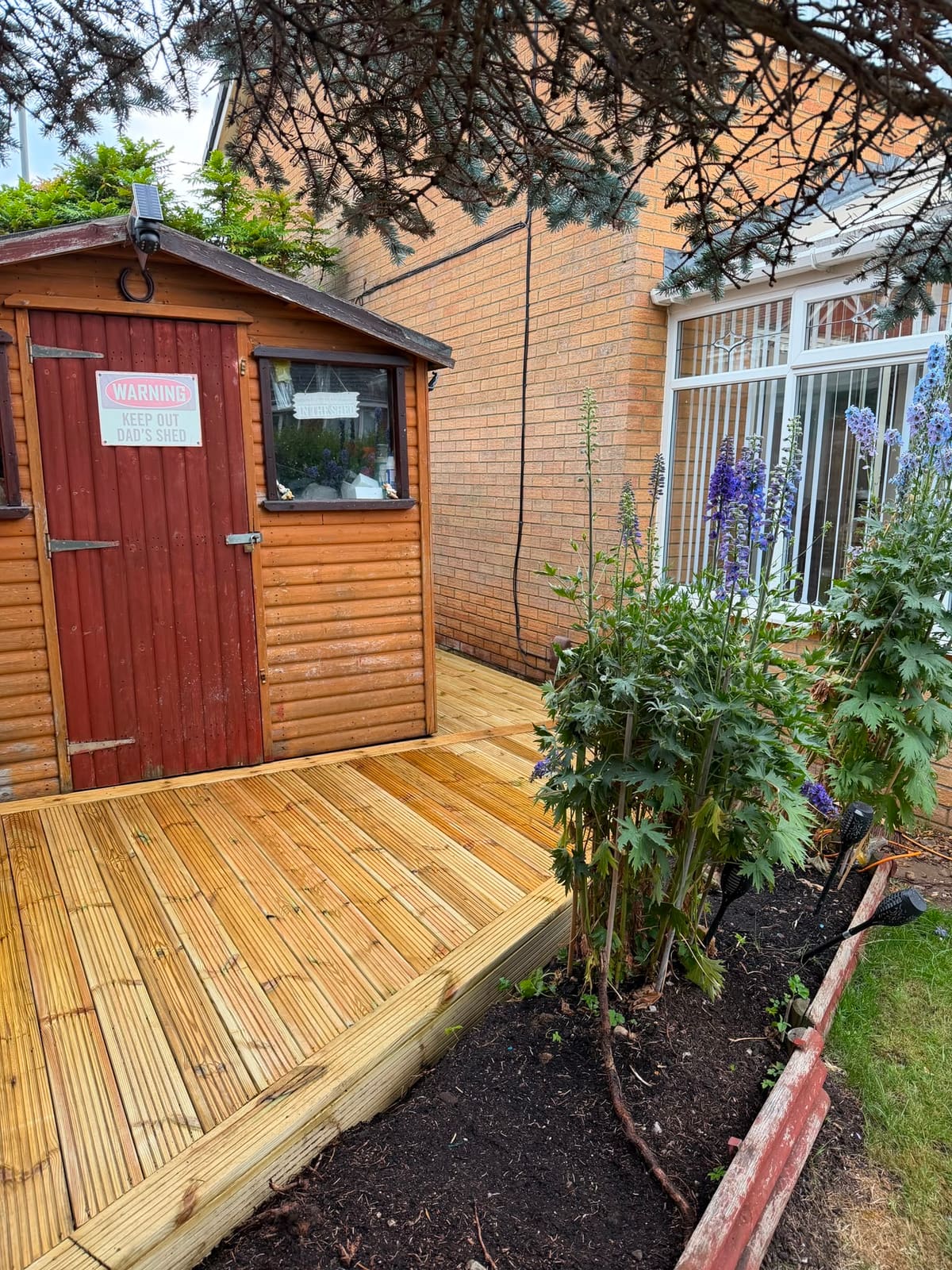 New light timber decking laid around a garden shed with delphiniums in the border